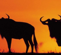 Südafrika - Land der Kontraste